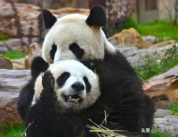 大熊猫为什么被视为中国的国宝解答