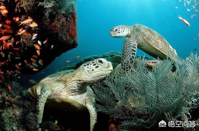 最大的乌龟视频_最大 乌龟