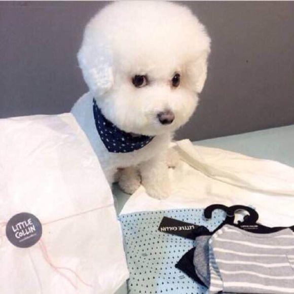 世界十大犬种排名_世界犬种排名第一