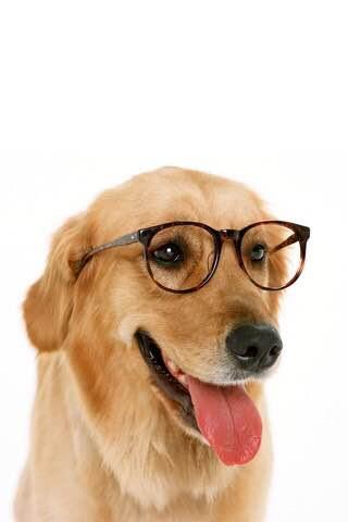 世界十大犬种排名_世界犬种排名第一