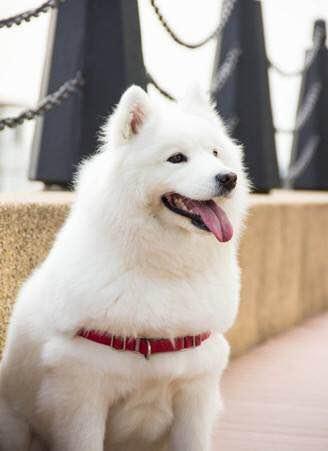 世界十大犬种排名_世界犬种排名第一