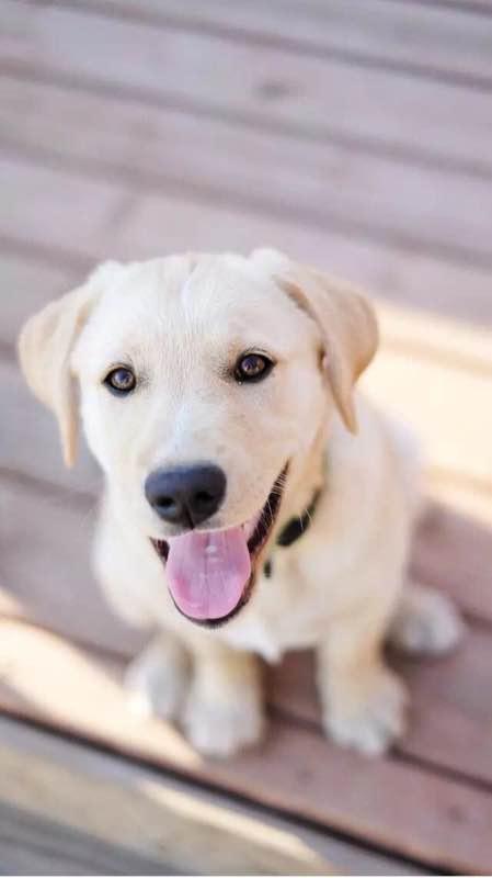 世界十大犬种排名_世界犬种排名第一