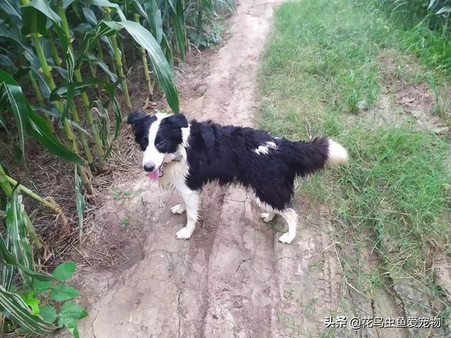 世界最高大的狗有多高_世界上最高大的狗