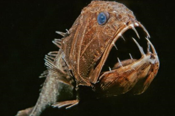 日本蜘蛛蟹杀人真的吗_日本蜘蛛蟹有多长