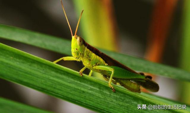 最恐怖的螳螂图片_最恐怖的螳螂图片大全