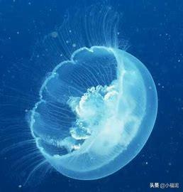 水母怎么养活_水母怎么养活更久