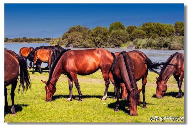 顶级汗血宝马多少钱一匹_汗血宝马品种