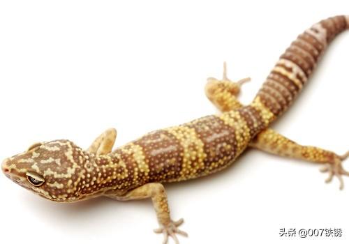 壁虎会爬到床上咬人吗_壁虎会爬上人的床吗