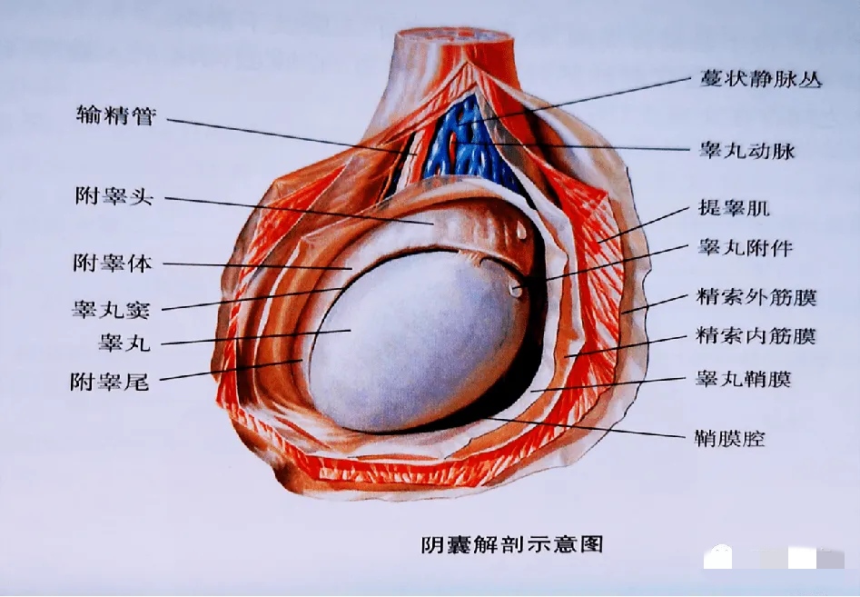 古代男人净身法_古代的净身