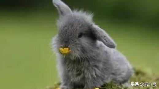 写小白兔的作文（小白兔的作文300字）