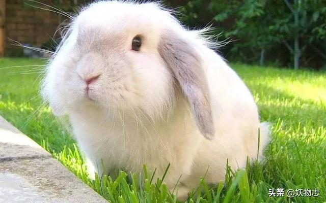 小白兔与大灰狼看图故事（小白兔与大灰狼的故事图片）