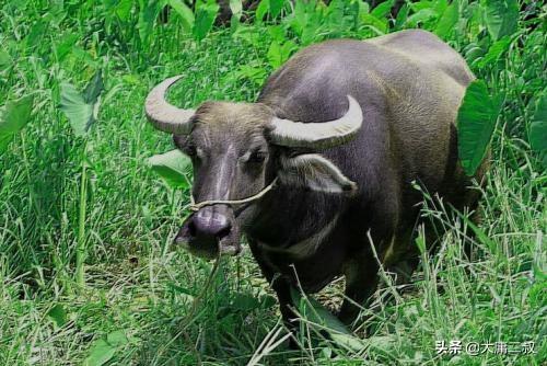 塞翁失马焉知非福的寓意(塞翁失马焉知非福的寓意和道理)