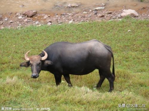 塞翁失马焉知非福的寓意(塞翁失马焉知非福的寓意和道理)
