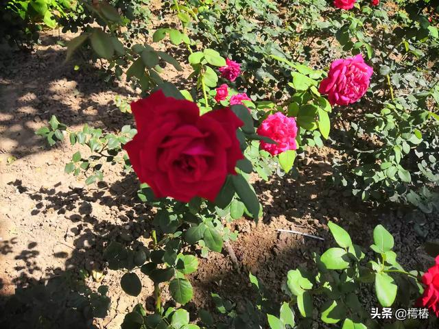 塞翁失马焉知非福的寓意(塞翁失马焉知非福的寓意和道理)