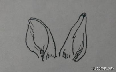 兔子怎么画简单又漂亮（简笔兔子怎么画简单又好看）