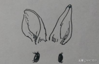 兔子怎么画简单又漂亮（简笔兔子怎么画简单又好看）