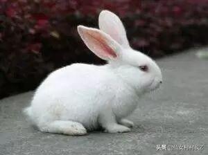 童话故事大全100字作文（简单的童话故事100字）