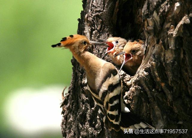 小鸟与树的童话故事(小鸟与小树的故事)
