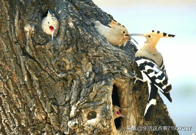 小鸟与树的童话故事(小鸟与小树的故事)