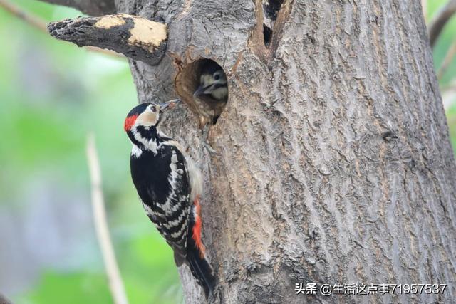 小鸟与树的童话故事(小鸟与小树的故事)