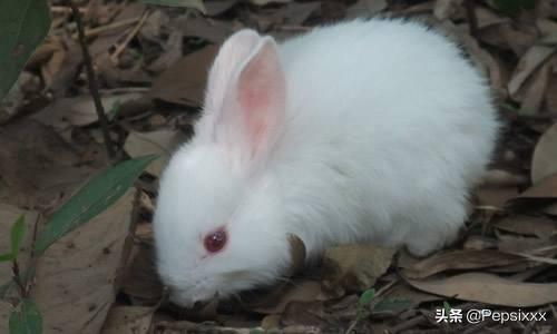 我想养一只小白兔作文（我想养小兔子作文二年级）